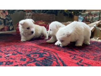 West Highland White Terriër / Westie pups