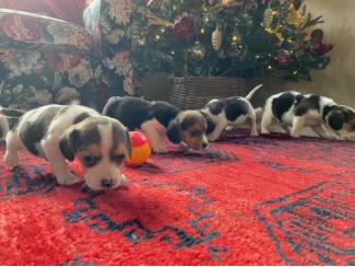 Mooie raszuivere beagle pups