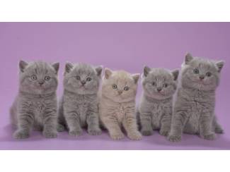 Britse Korthaar/Scottish Fold Blauw en Lilac kitten