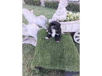 te koop mooie kleinblijvende speelse boomerpups