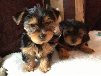Yorkshire Terrier Pups
