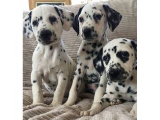 Prachtige Dalmatische Puppies