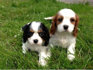 Cavalier King Charles Spani&euml;l Pups
