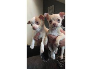 Chihuahua stamboom pups
