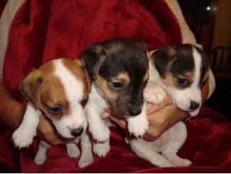 Jack Russell mannelijke en vrouwelijke