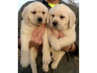 Mannelijke en vrouwelijke Labrador Retriever puppies