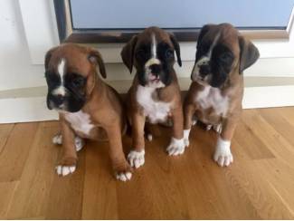 Beschikbare Boxer puppies nu klaar.