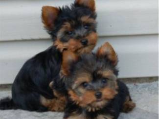 Charmante Yorkshire Terrier-puppy's
