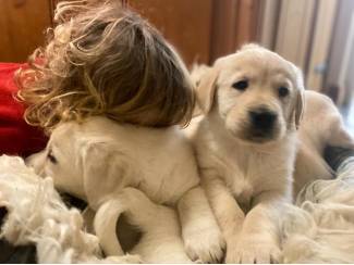 Golden Retriever pups