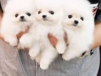 Raszuivere Pomeriaan pups