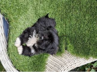 Te koop mooie kleinblijvende speelse boomer pups