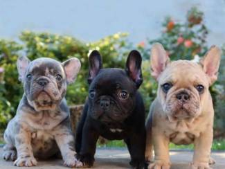Super Franse Bulldog-puppy's te koop