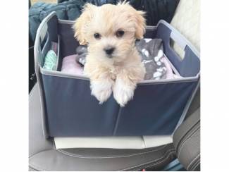 Lieve Maltipoo-puppy's, thuis opgevoed