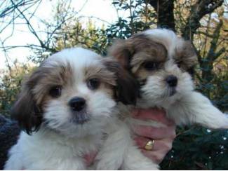 Prachtige Shih Tzu-puppy's