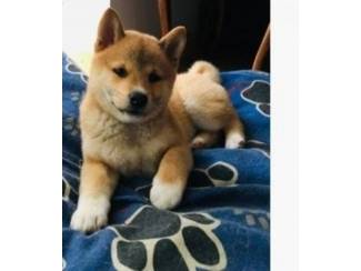 Shiba Inu pups
