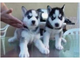 Siberische husky pups