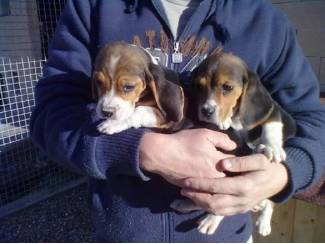 Beagle pups sociaal gedomesticeerd