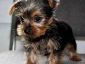 Goede Yorkshire terri&euml;r pups