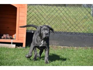 Cane corso pups blauw