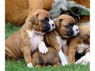 Beschikbare Boxer pups nu klaar