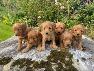 Cockapoo pups, nestje reutjes en teefjes.