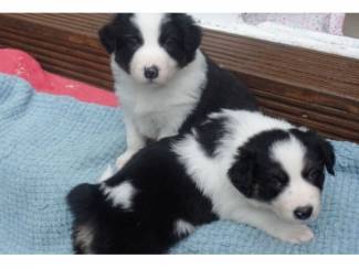 Prachtige Border Collie