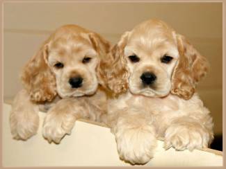 Cocker Spani&euml;l pups
