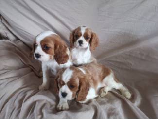Twee Cavalier King Charles pups beschikbaar