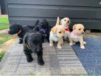 Prachtige Jackapoo-puppy klaar