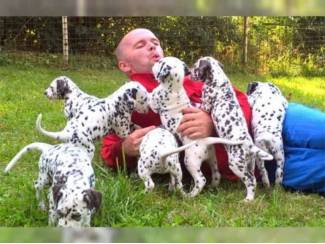 Dalmati&euml;r pups