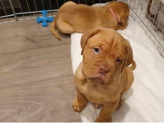 Prachtige Bordeauxdog-puppy's,
