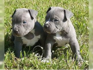Blauwe Staffordshire Bull Terri&euml;r-puppy's