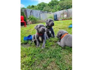 Lieve pitbullpups voor een goed tehuis