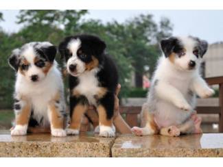 Australische herder pup zoekt een permanent thuis