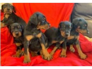 Kc Reg Dobermann pups te koop