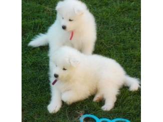 Superschattige Samojeed-puppy's