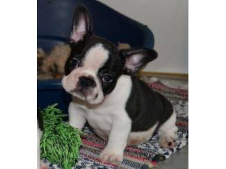 Bullterri&euml;r pups