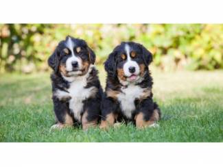 Berner Sennenpups geregistreerd,