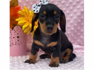 Lieve teckelpups