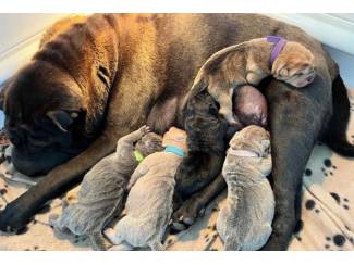 Shie Pier-pups