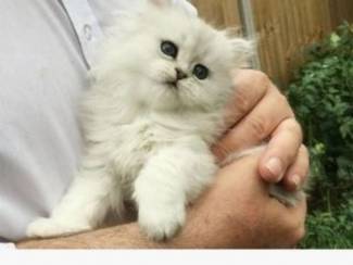 Perzische kittens van 12 weken te koop