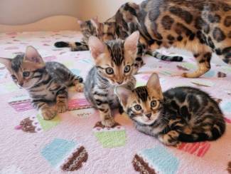 Bengalen kittens