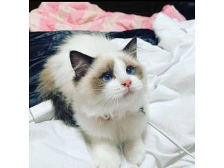 Nu klaar, prachtige Flash Point Ragdoll Ka