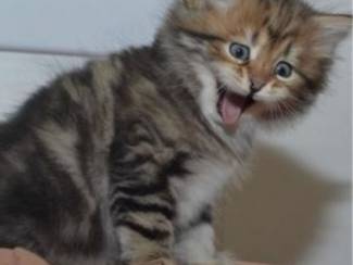 Mainecoonkittens