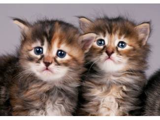 Siberische kittens