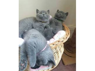 BHK Britse Korthaar Kittens te koop