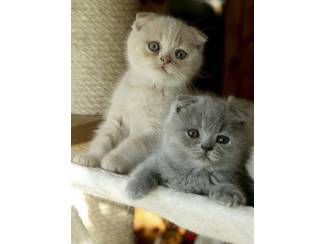 Schotse kitten zoekt nieuw thuis