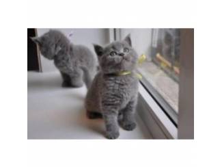 Russisch blauwe kittens