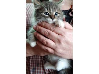 Europese korthaar kittens