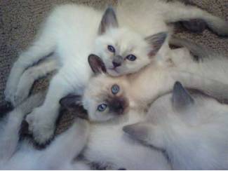 Balinese kittens met stamboom